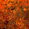 Fall Hunt