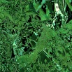 Rainforest